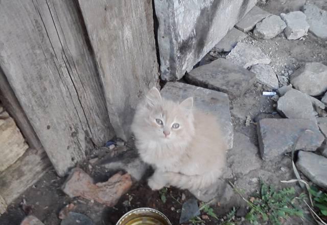 Котенок Вольск