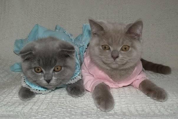 Настоящие шотландские котята Москва