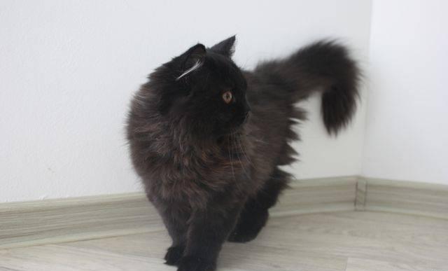Длинношерстный британский котенок Москва