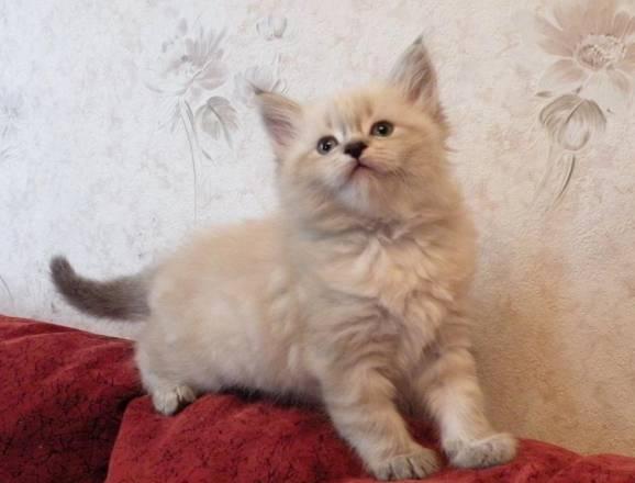 Невский маскарадный котёнок Санкт-Петербург
