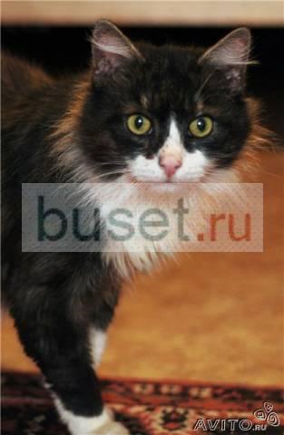 Пушистый дымчатый кот с белой мордочкой, 6 лет Санкт-Петербург