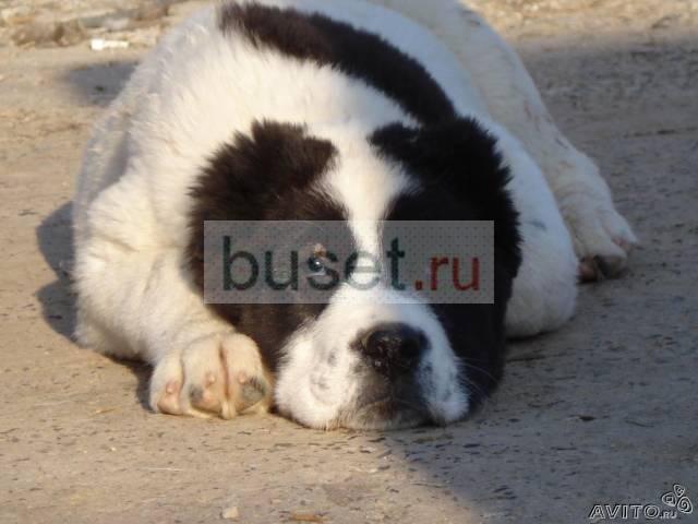 Щенок для охраны с родословной Видное