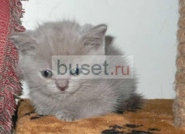 Котята британской короткошерстной Санкт-Петербург