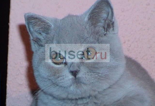 Выставка котят ВВЦ пав N 64 Москва