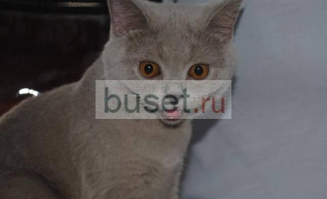Голубые и лиловые бриташки Москва