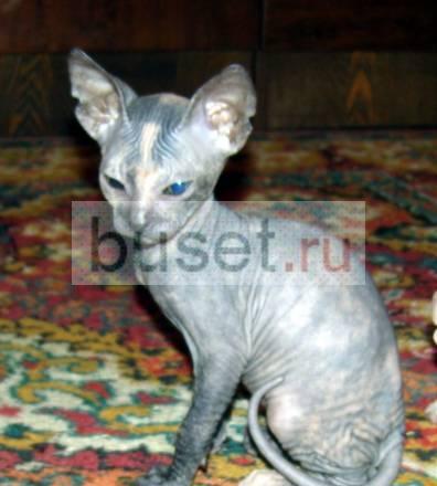 Я не принцесса, я королевна. Котенок сфинкса Санкт-Петербург
