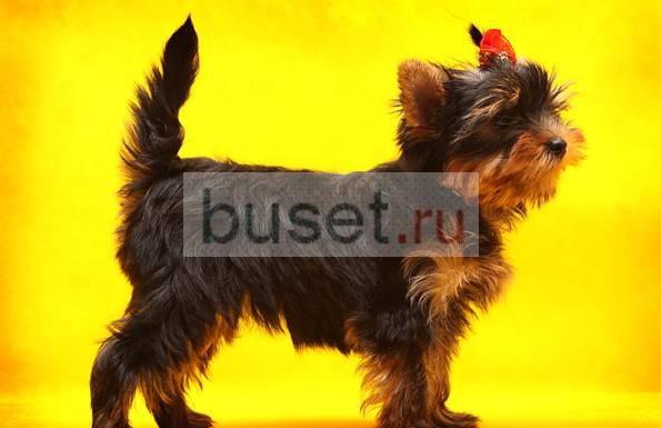 Лучшая девочка в помёте Санкт-Петербург