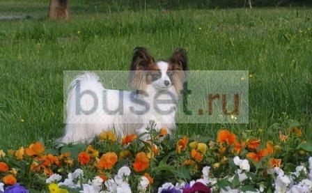 Продаются щенки папийона(папильона)шоу-класса Тверь