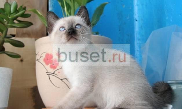 Тайские котята родились на Пасху Москва