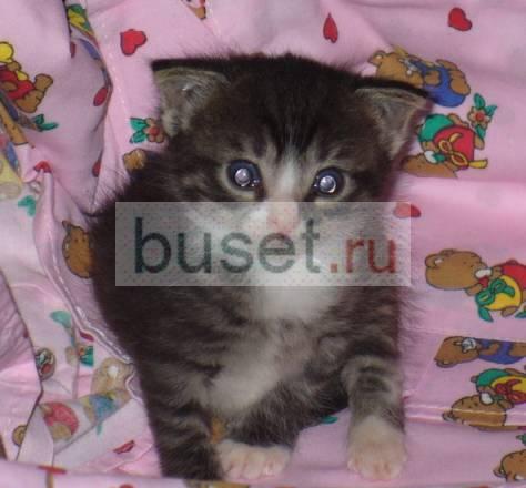 2 котёнка (девочки) Санкт-Петербург