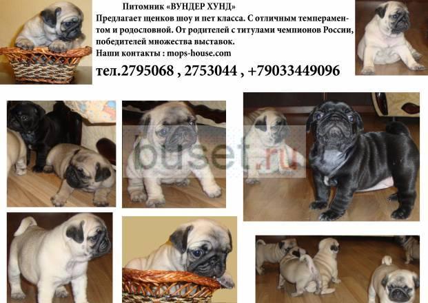 Щенки мопса Казань