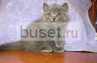 Британские плюшевые котята Санкт-Петербург