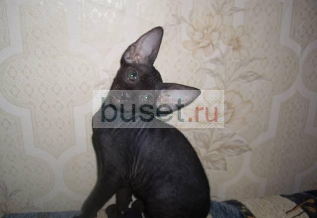 Котята петербургский сфинкс Санкт-Петербург