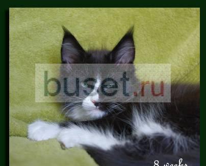 Котенок мейн кун шоу качества Москва