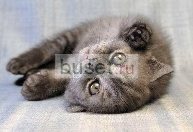 Скоттиш фолд, кошечка, качество Санкт-Петербург