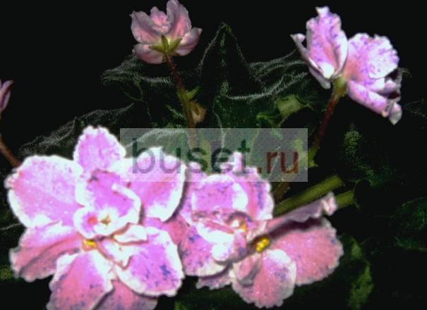Фиалки.Комнатные растения.Цветы Саратов