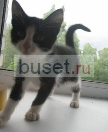 Котёнок - ребёнок ищет себе дом и любящих хозяев Санкт-Петербург