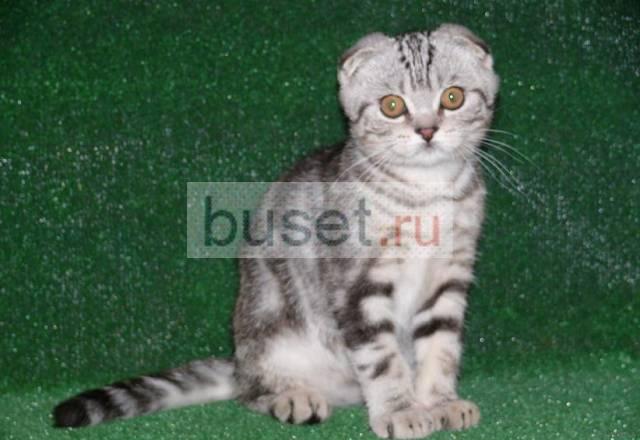 Котик  шотландский вислоухий Москва