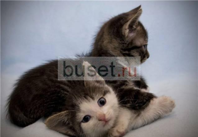 Малыши-котята в дар,1,5 мес Москва