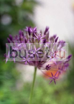 Уроки игры на скрипке. цао Москва