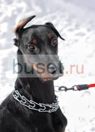 Доберман Бруно, молодой, отдаю в хорошие руки Москва