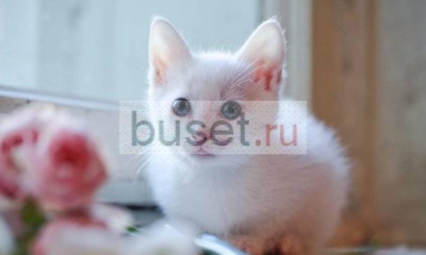 Отдаю котят Суперские малявочки Санкт-Петербург