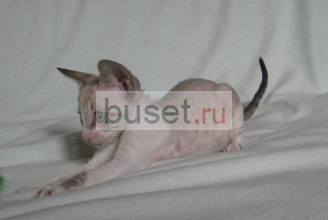 Корниш-рекс  кошечки 2 мес Москва