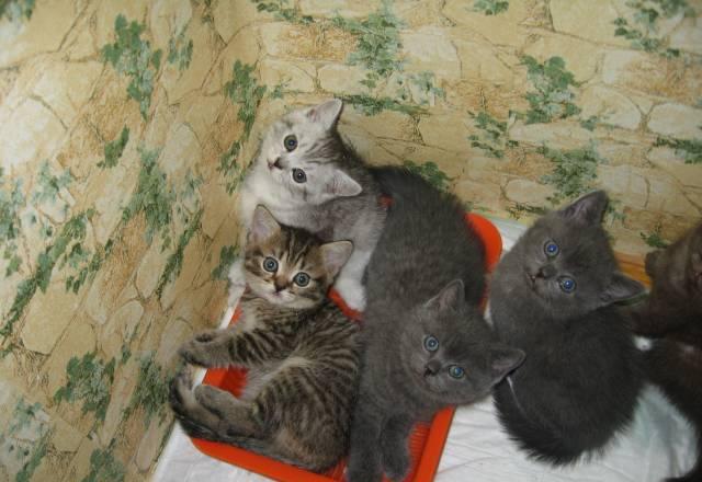 Клубные британские котята разнообразных окрасов Москва