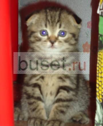 Веселые котята Москва