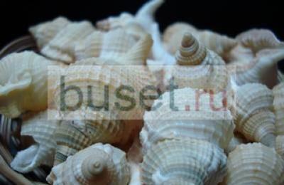 Ракушки весовые дешево Ростов-на-Дону