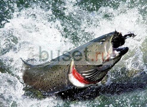 Трофейная  рыбалка в красноярском крае Новосибирск