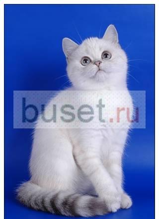 Шотландские голубоглазые р е д к и й  окрас Москва