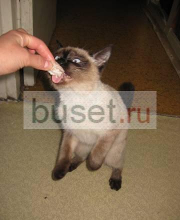 Сиамский котенок в дар Москва