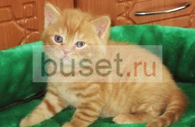 Красивые породистые британские котята Москва