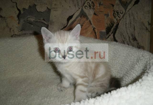 Шотландские котята фолд и страйт Москва