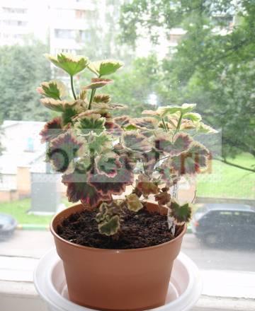 Пеларгония сортовая Warrenorth Spinel мини Москва