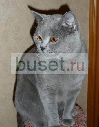 Вязки с котом  скоттиш страйт Москва