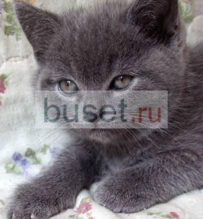 Британские голубые котята Москва