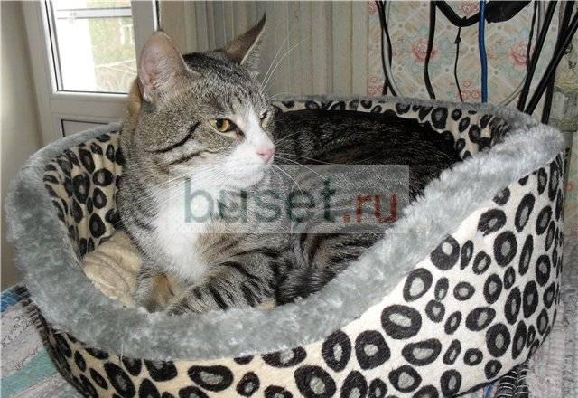 Два брата котика хотят найти любящий дом Санкт-Петербург
