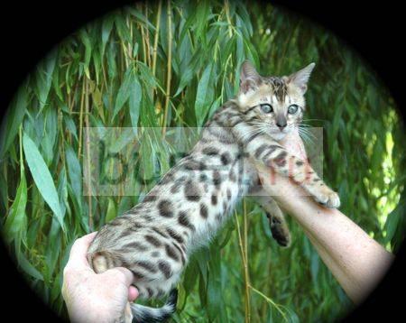 Бенгальский котенок на продажу Москва