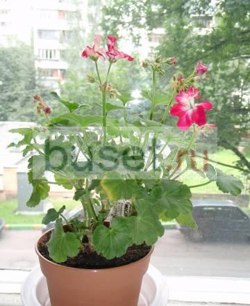 Пеларгония сортовая Baby Brocade мини Москва