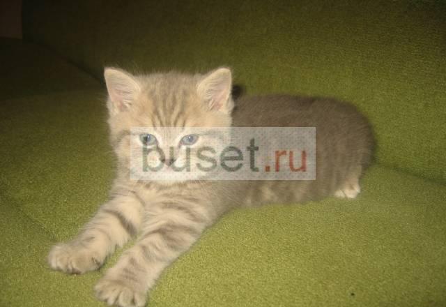 Котик возраст 2 мес Ярославль
