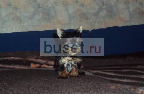 Йоркширского терьера щенков клубных,девочки РКФ Москва