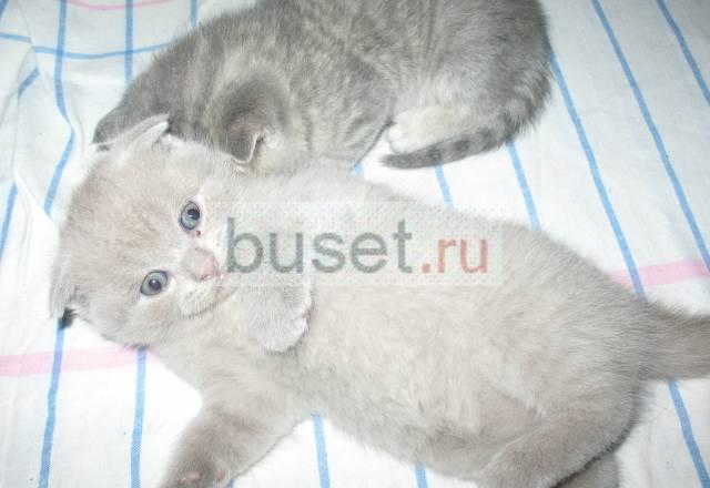 Британские котята Нижний Новгород
