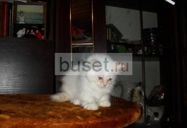 Шикарный колорный шотландский котик 2мес Москва