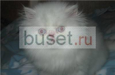  персидские и экзотические котята и др Москва