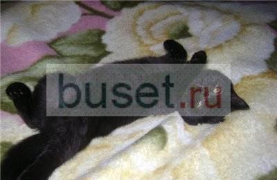 Шотландские котята фолд и страйт, д/ш и к/ш Москва