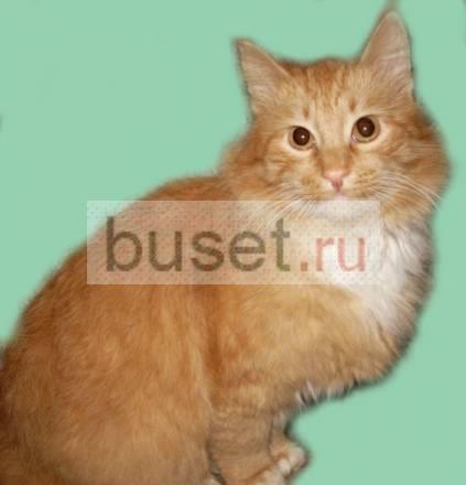 Добродушный  Рыжик - 1,5 года Москва