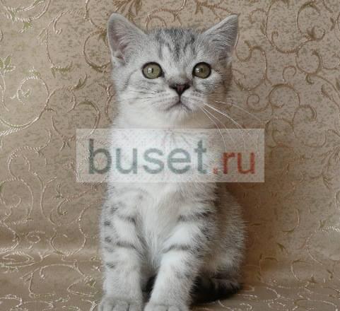 Британские Котята Вискасных окрасов Санкт-Петербург