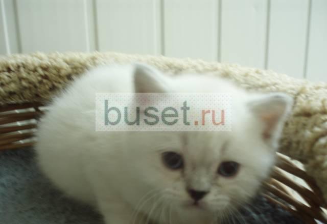 Британская короткошерстная девочка с голубыми ушка Санкт-Петербург
